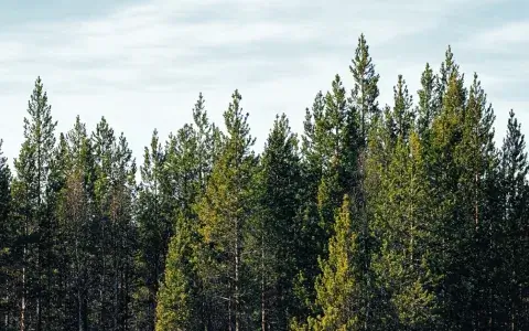 cirsmu izsoles meža izsoles meža birža 11 gadu pieredze